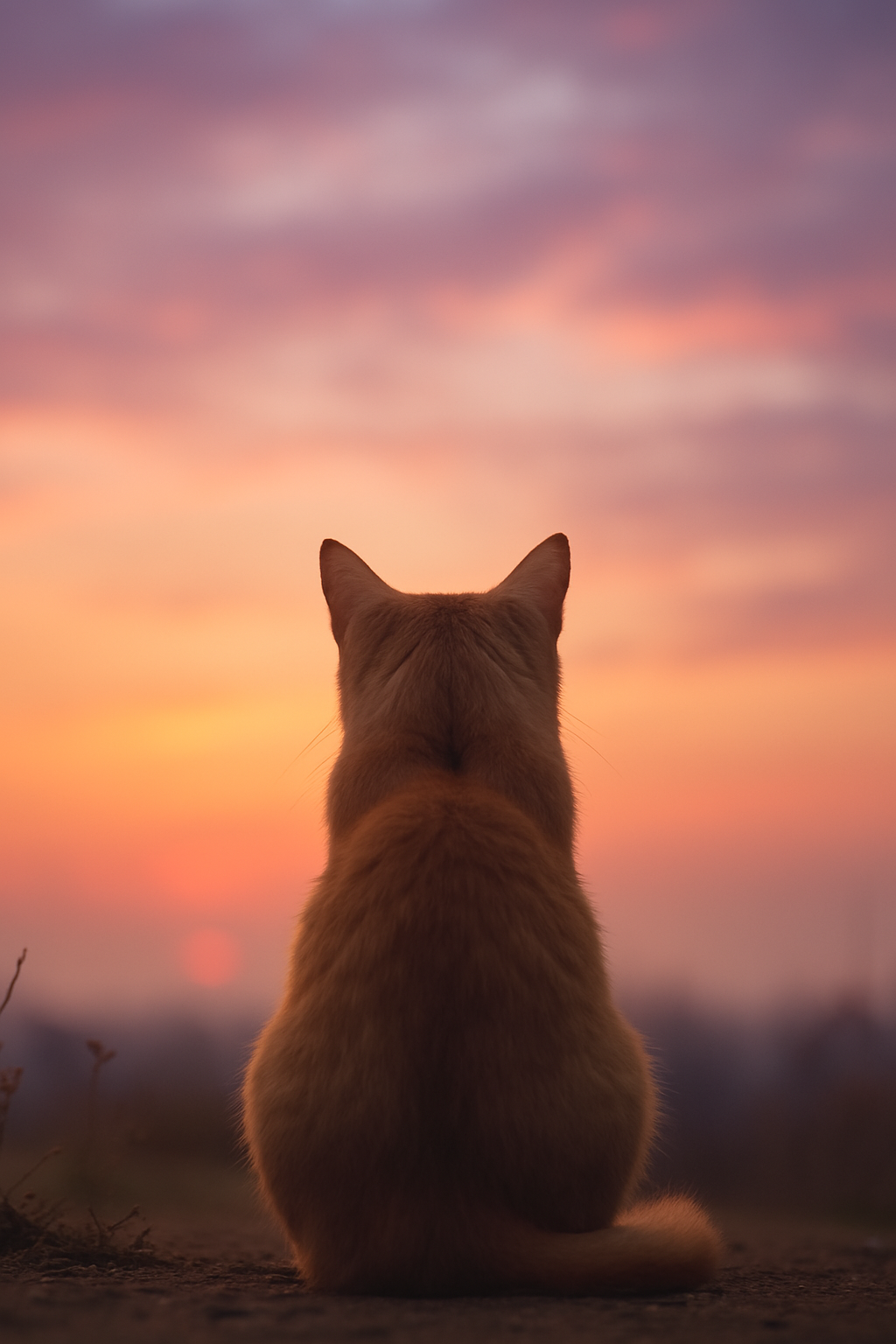 Mon chat est parti trop tôt… Comment traverser le deuil d’un compagnon félin