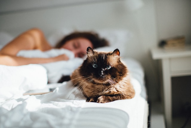 Les routines du matin pour renforcer le lien avec votre chat en moins de 5 minutes