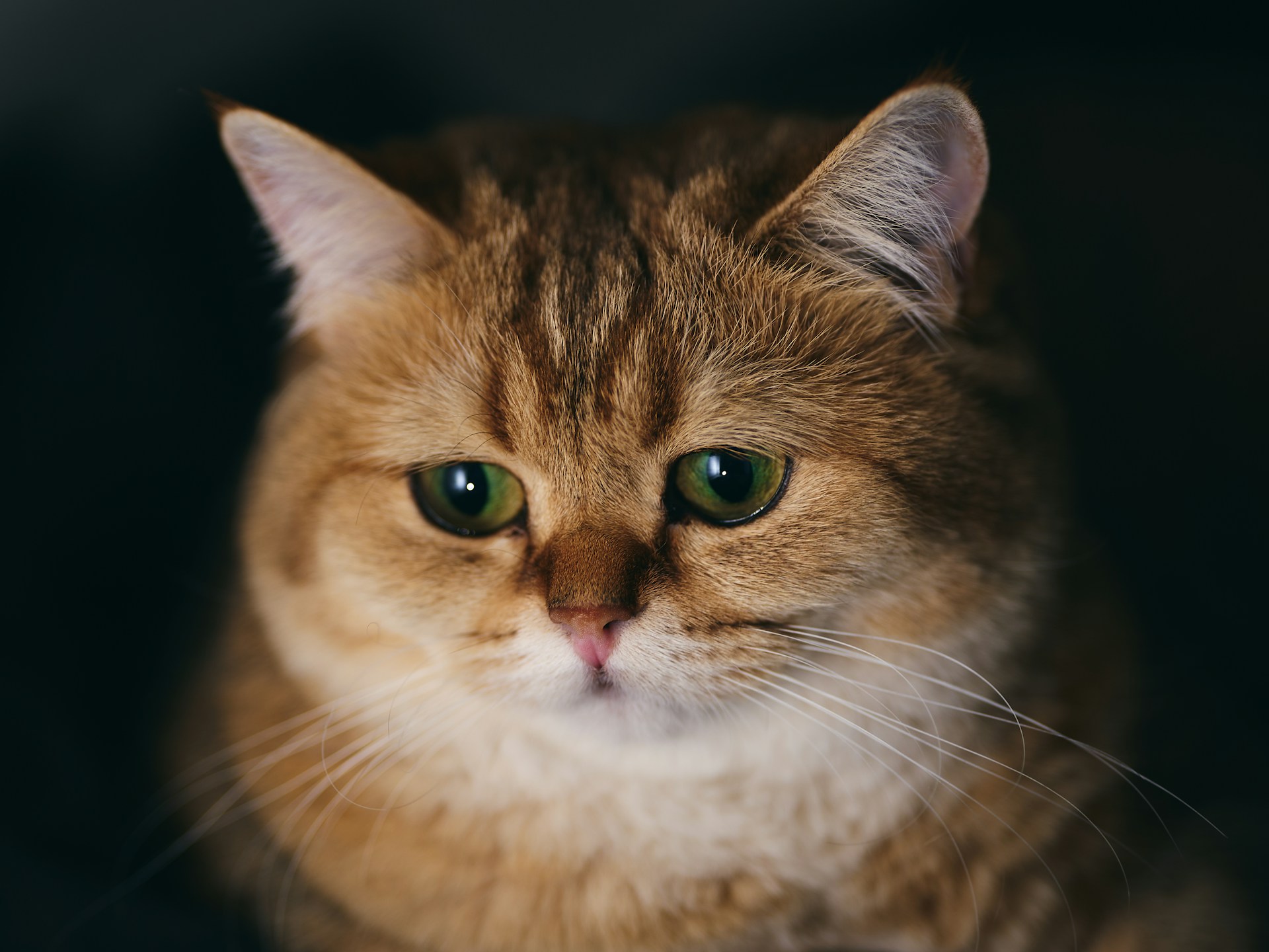 Créer une routine rassurante pour un chat anxieux : 5 gestes quotidiens qui font la différence