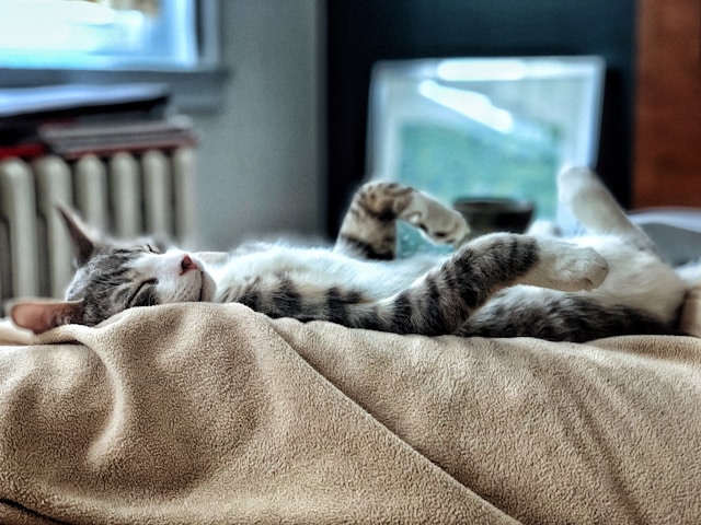 Votre chat rêve-t-il ? Ce que les neurosciences félines nous révèlent