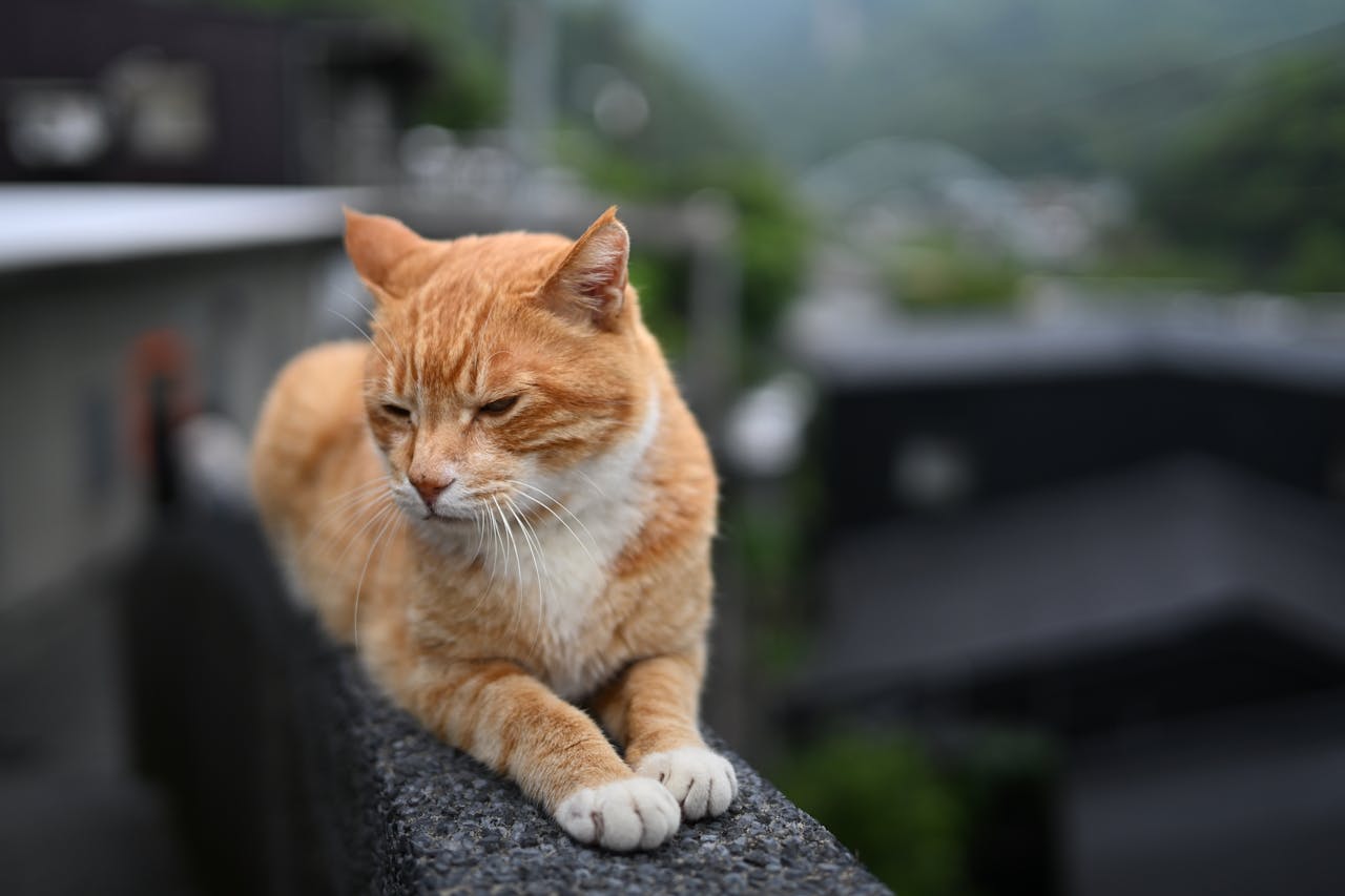 chat seul