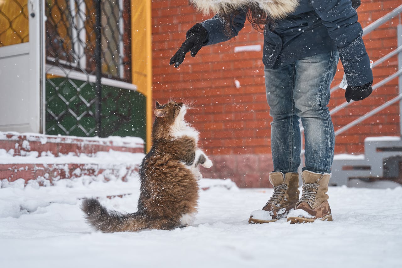 Votre chat vous suit partout ? Ce que cela dit sur lui (et sur vous)