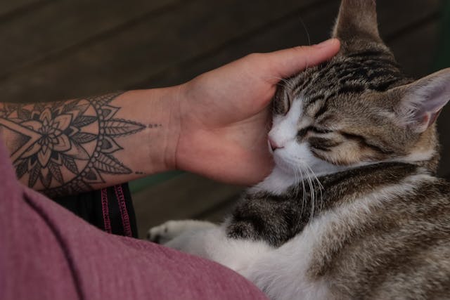 Comment dire “je t’aime” à votre chat… dans son langage
