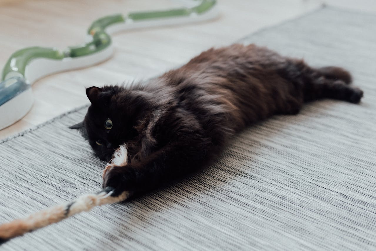 Comment enrichir l’environnement de votre chat sans dépenser une fortune