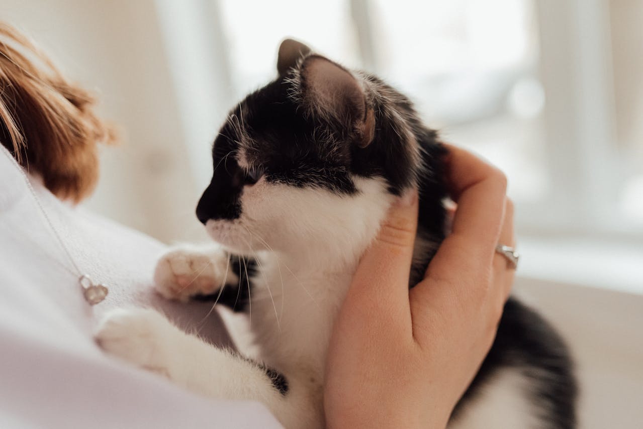 chat sur sur son humain