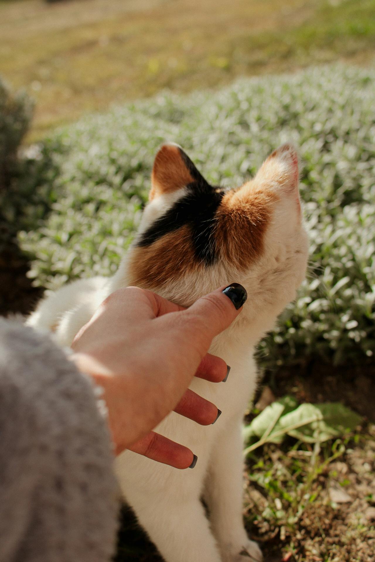 Comment créer un lien complice avec un chat qui semble “fermé” ou distant