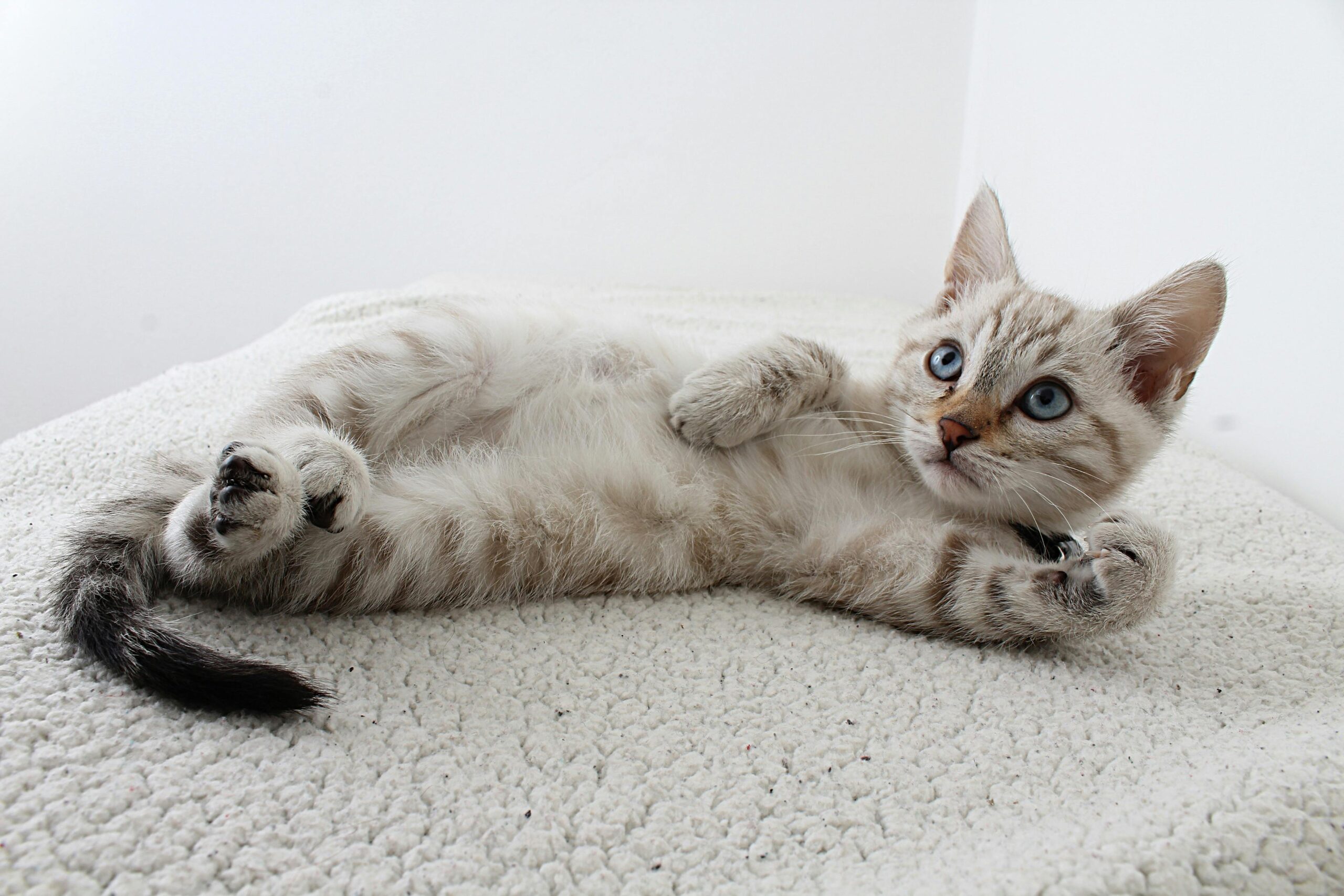 Jeune chat allongé