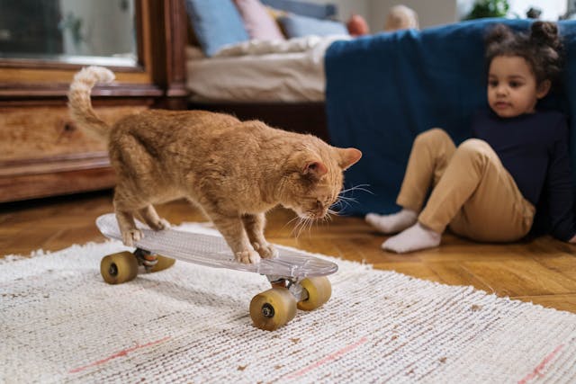 Apprendre à poser des limites à son chat… sans casser le lien