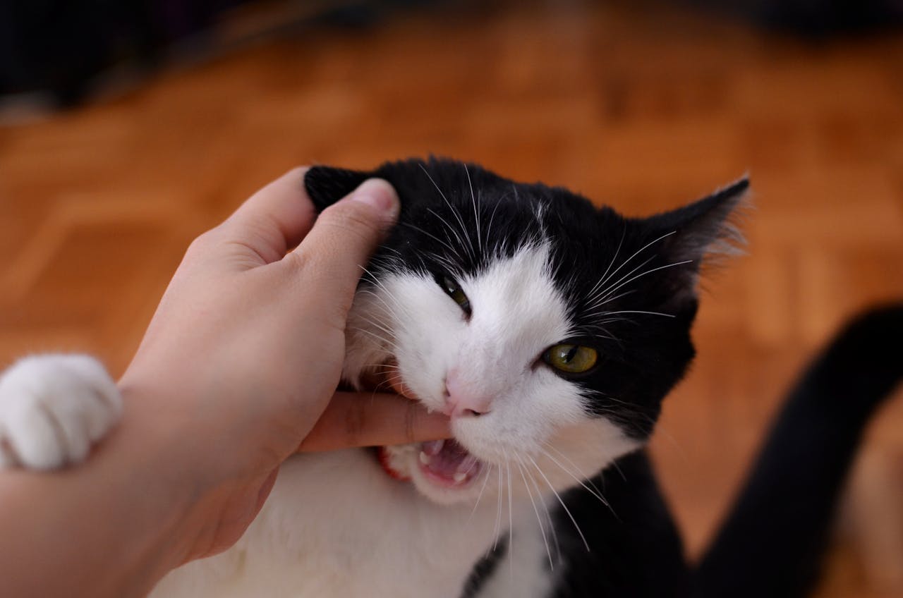 chat qui mord