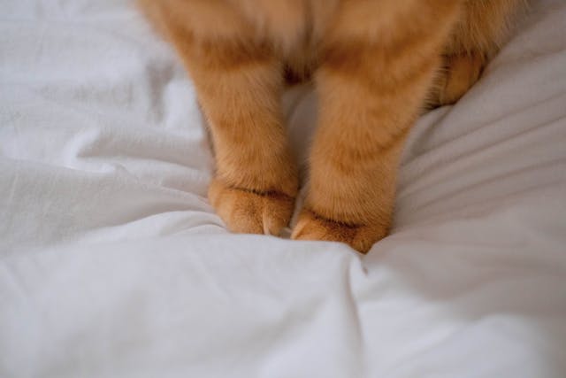 pattes chat sur lit