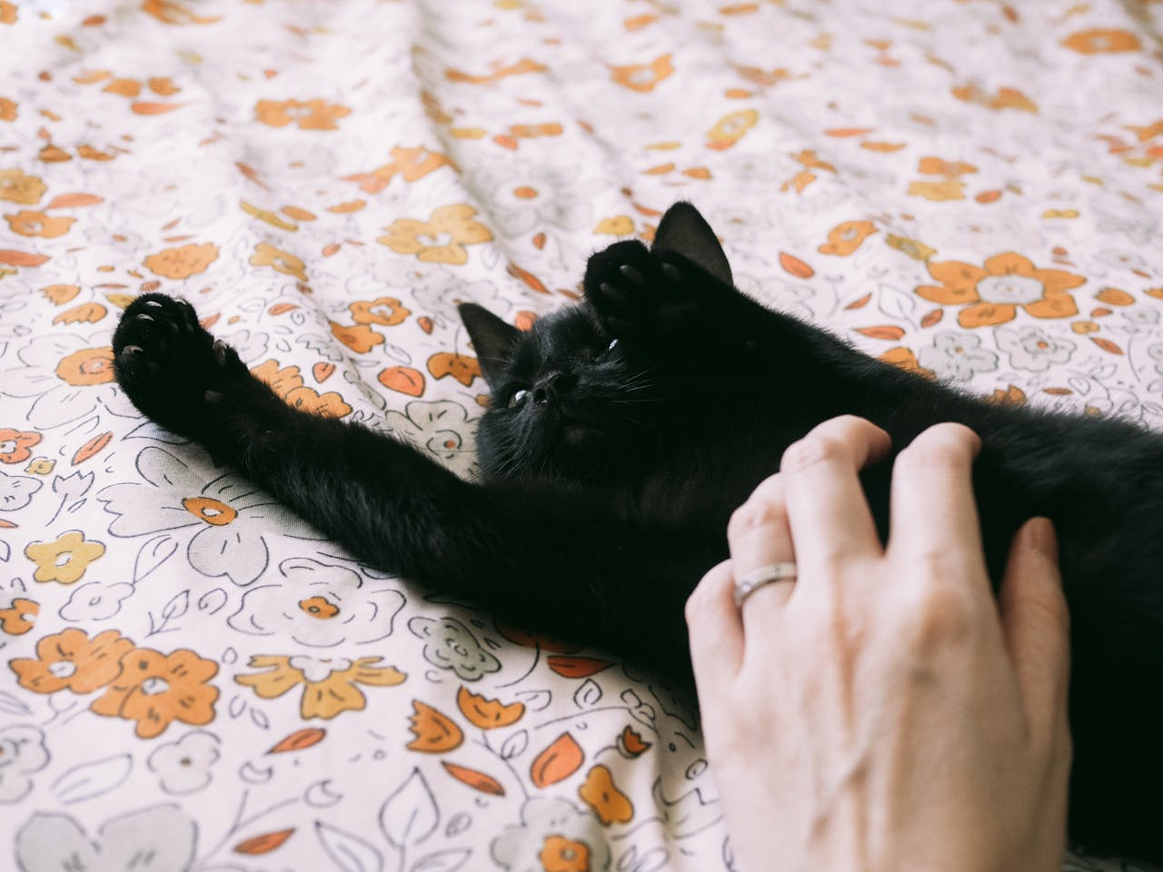 Ce que votre chat révèle sur votre style d’attachement – test offert