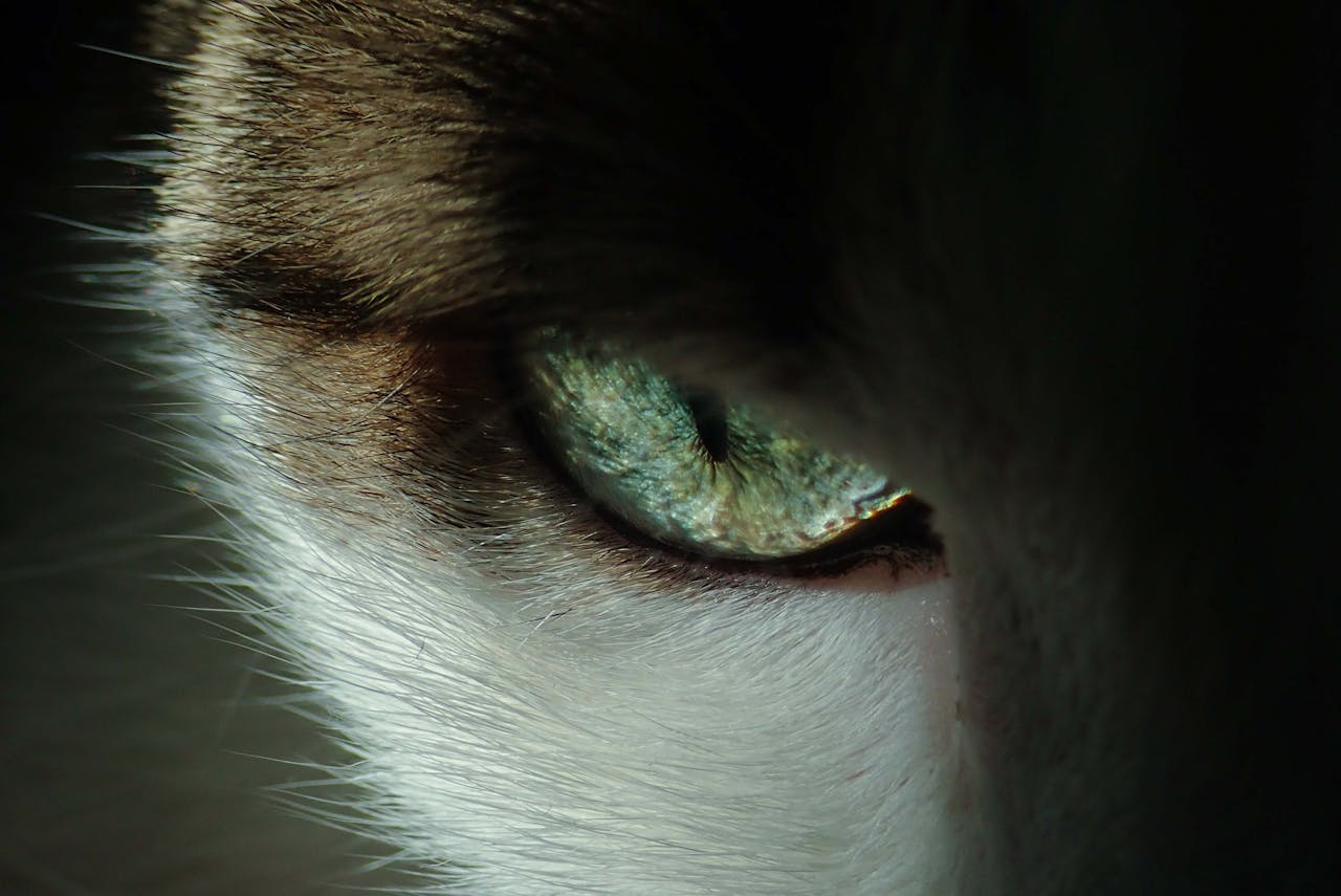 Pourquoi votre chat vous observe en silence (et ce qu’il essaie de vous dire)