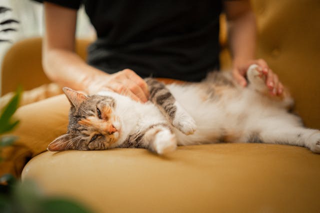 chat sur canapé