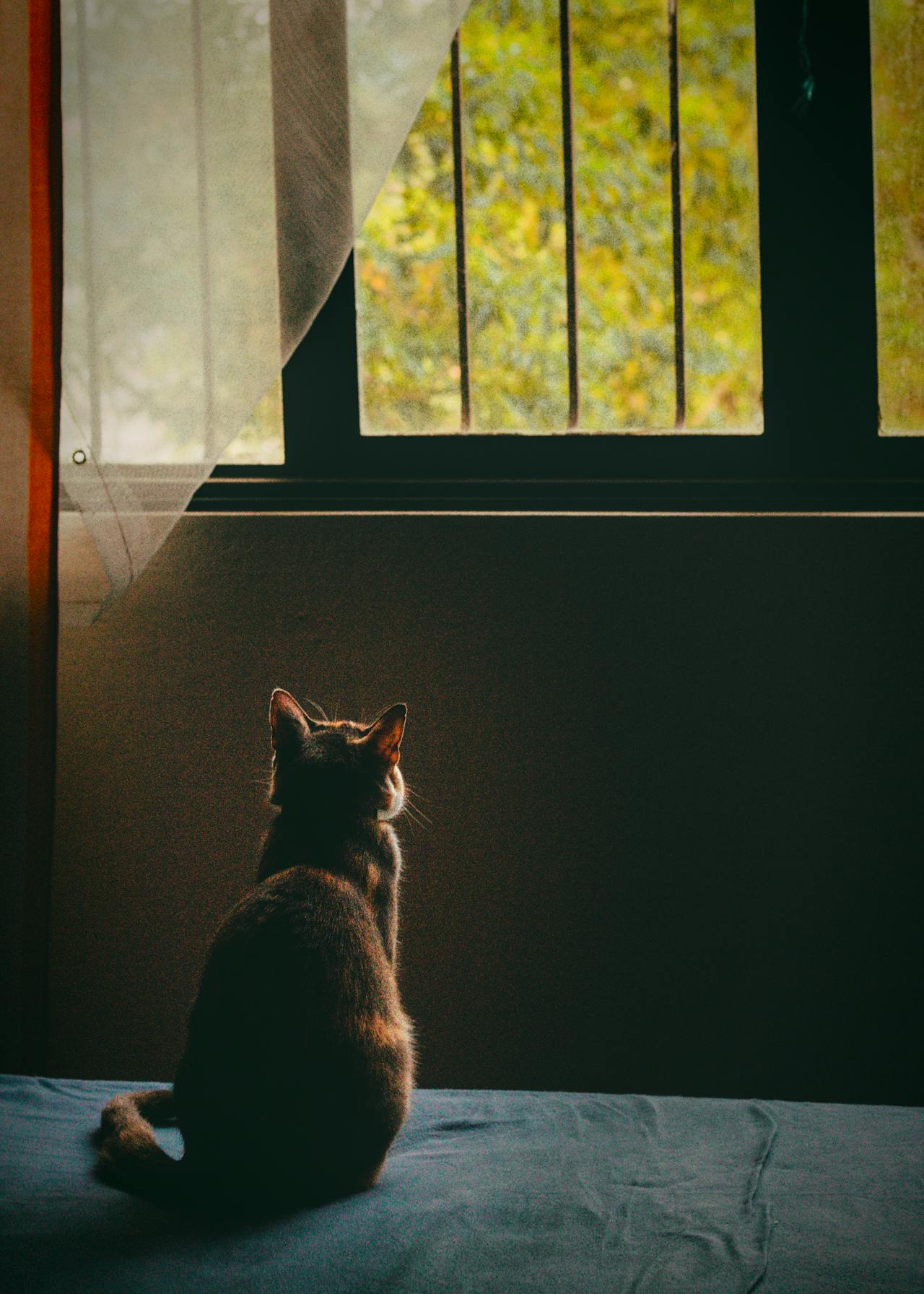 chat de dos