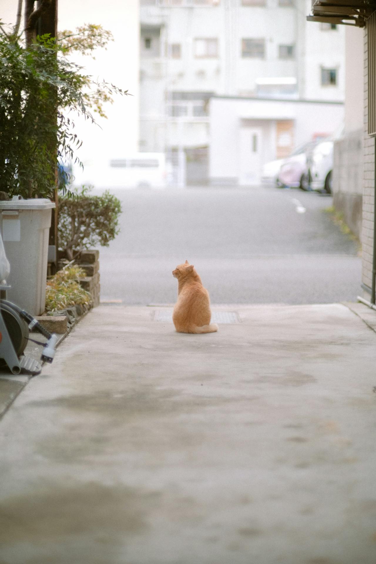 Créer un autel symbolique pour honorer la présence (ou la mémoire) de votre chat