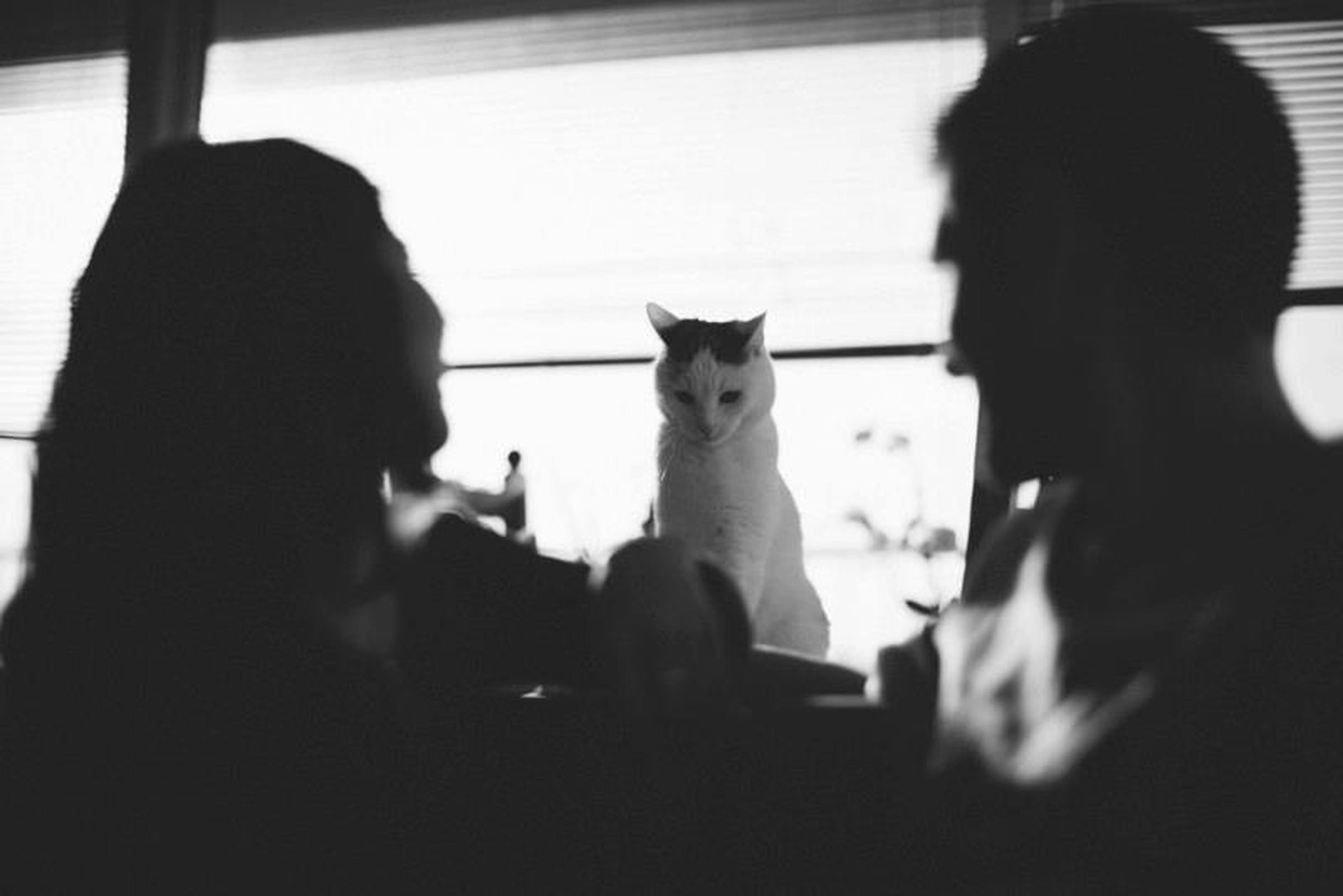 Les conflits de couple à cause du chat : comment apaiser la tension