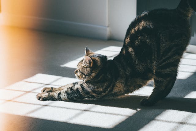 Et si votre chat était votre maître spirituel ? Leçons de sagesse féline