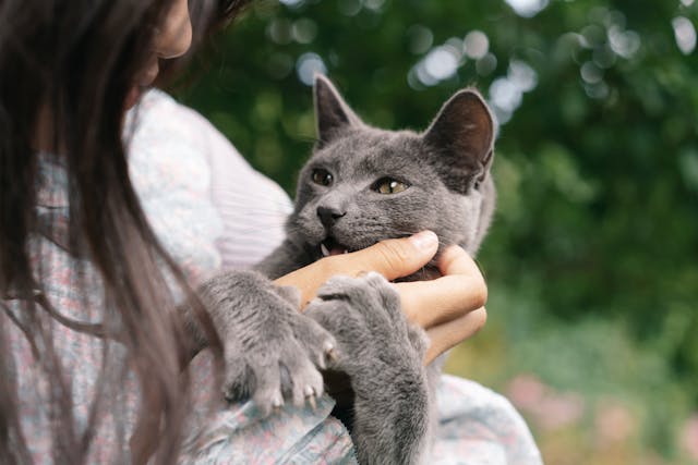 Est-ce que votre chat vous choisit vraiment ? Ce que la science et l’intuition disent