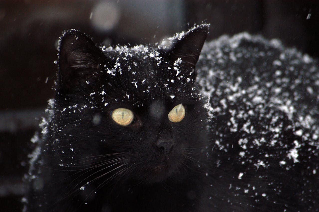 Les chats sentent-ils les mauvaises énergies ? 3 faits et 3 intuitions fascinantes