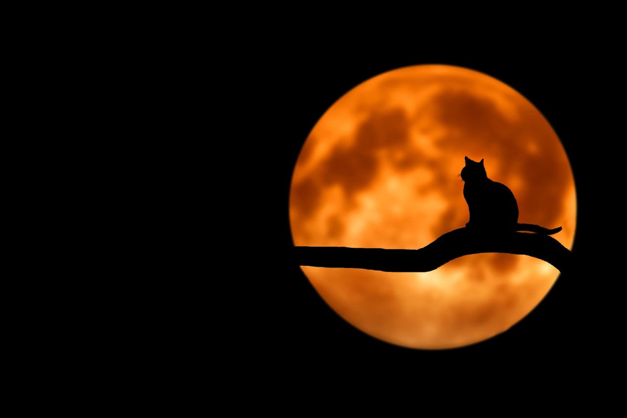 chat halloween