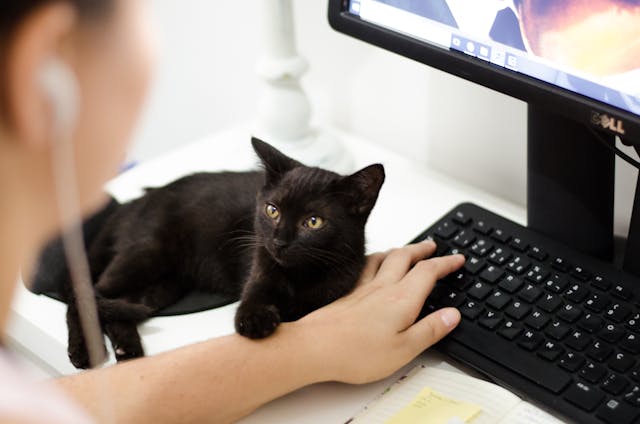 Les 5 signes que votre chat vous aime (même s’il ne vient jamais sur vos genoux)