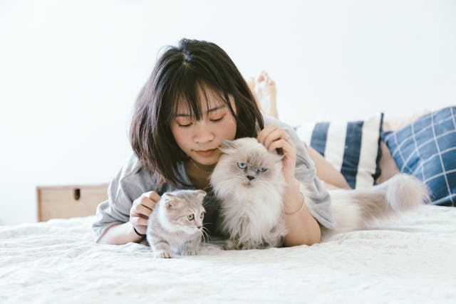 Les chats peuvent-ils être jaloux ? Ce que dit la science