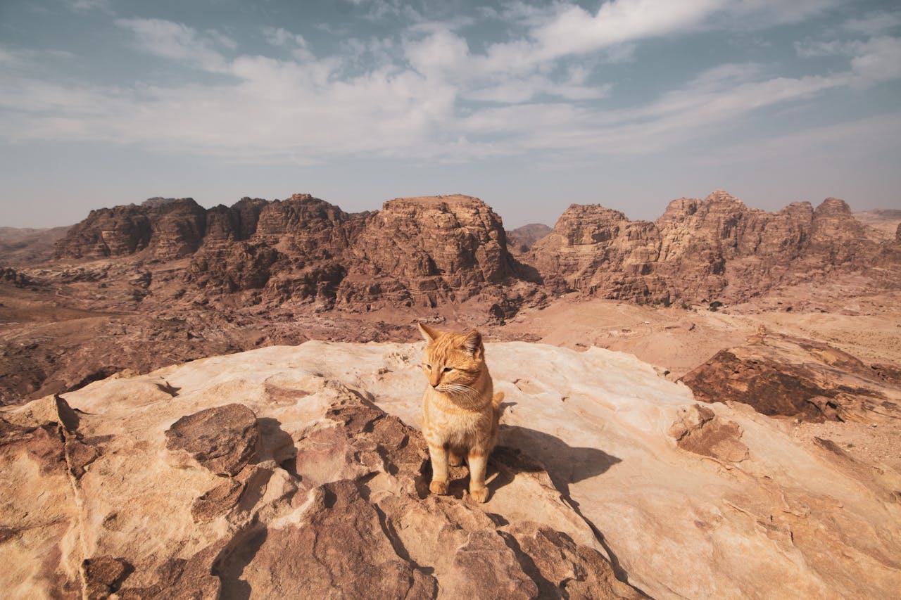 chat dans le desert