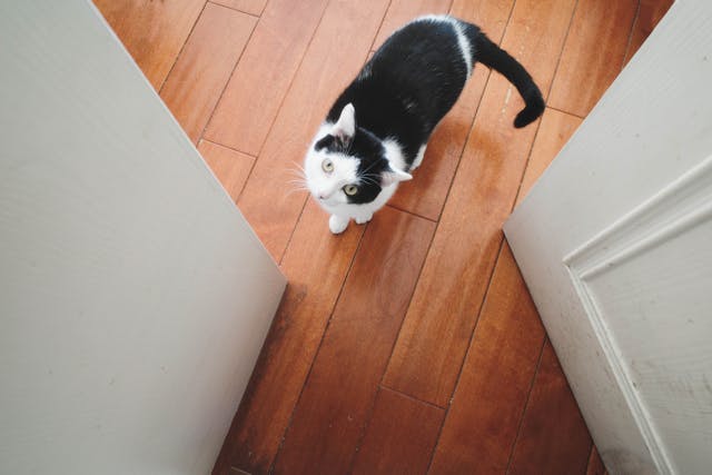 Ce que votre chat ressent vraiment quand vous partez au travail
