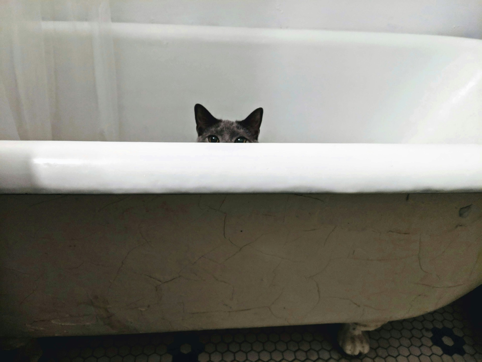 Pourquoi votre chat vous suit aux toilettes ? La réponse est plus profonde qu’on ne croit