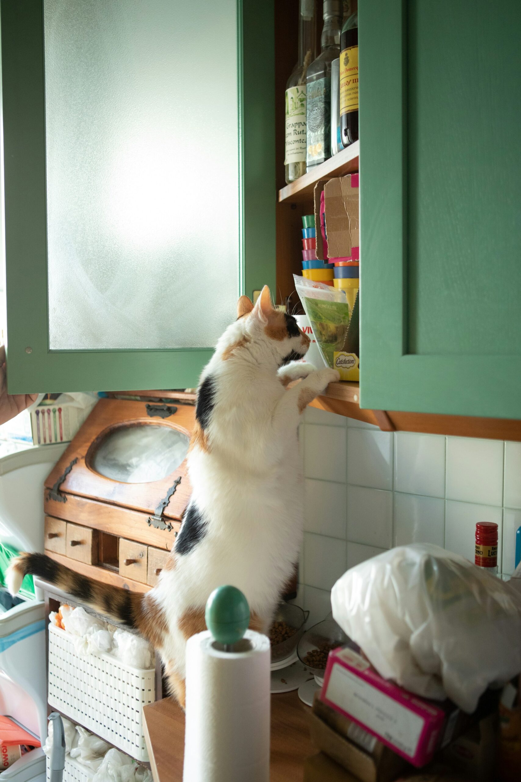 Mon chat ne m’écoute jamais ! Est-ce qu’on peut “éduquer” un chat ?